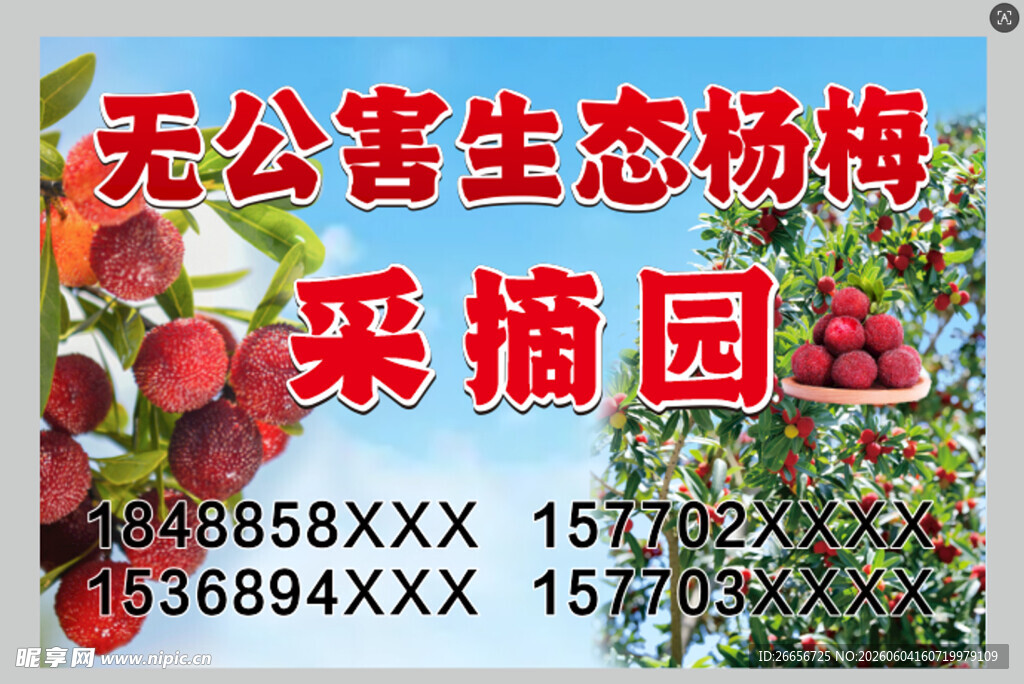 杨梅采摘园