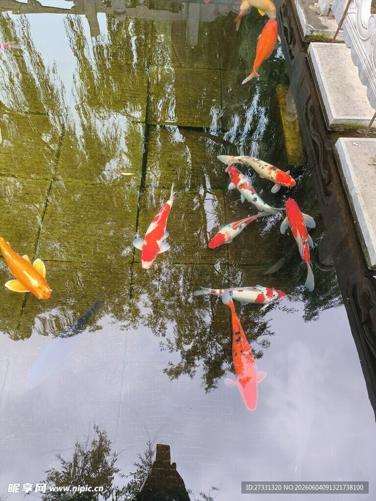 池塘中游动的多彩锦鲤