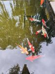 池塘中游动的多彩锦鲤