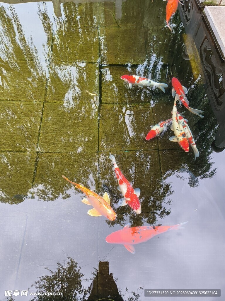 池塘中游动的多彩锦鲤