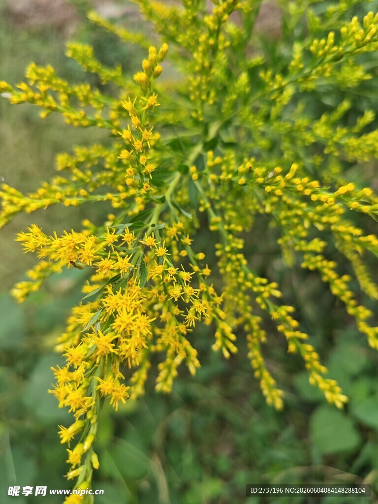 一枝黄花