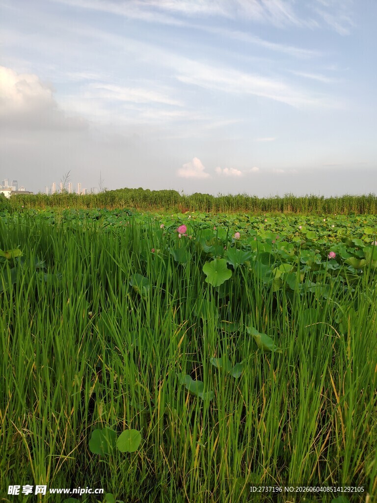 荷花池