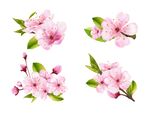 粉色桃花素材