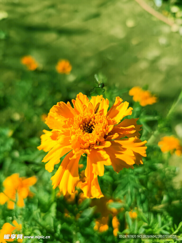 万寿菊