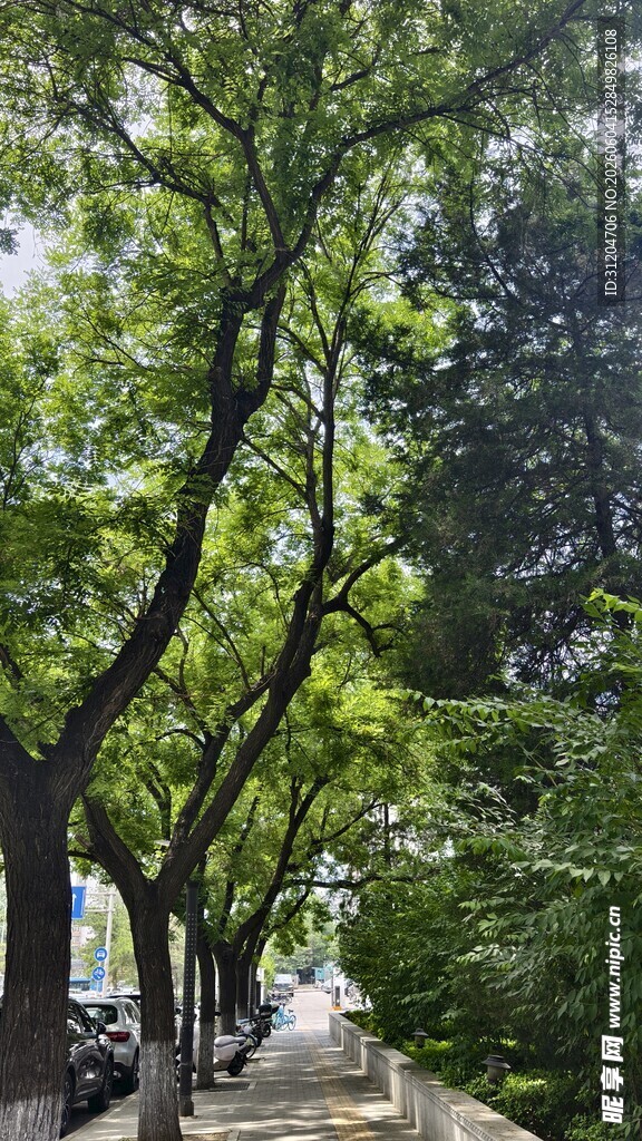 参天大树