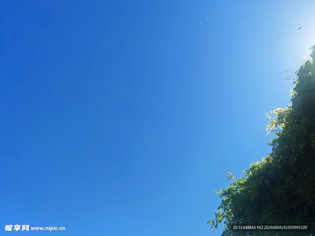 蓝天绿意自然清新景致