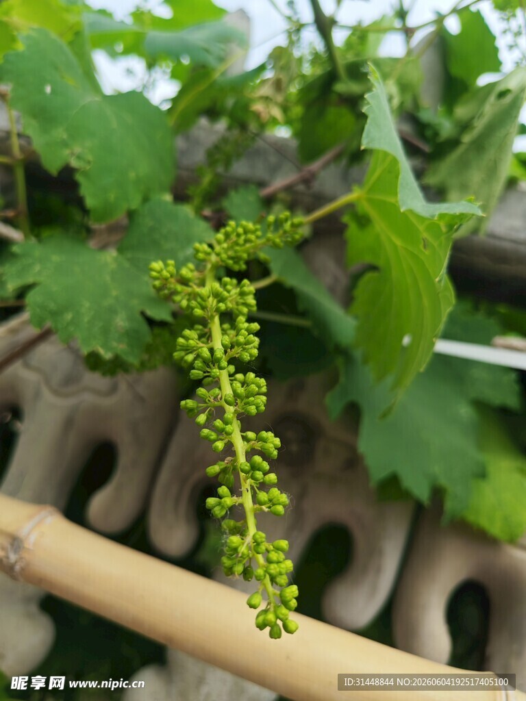 藤蔓上的黄绿色小花