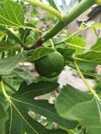 枝头青嫩无花果