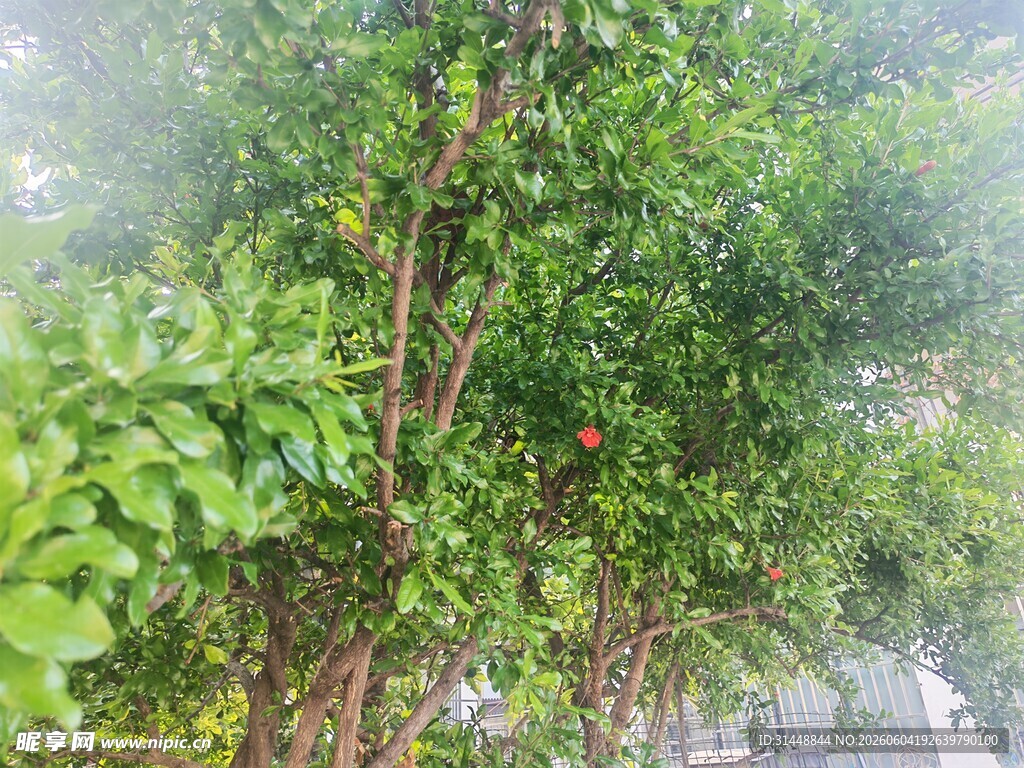 繁茂绿植景观