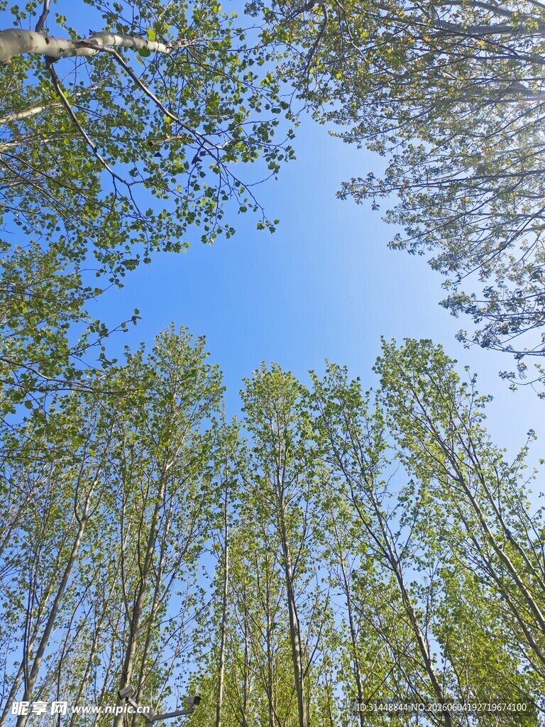仰观蓝天绿树挺拔身姿