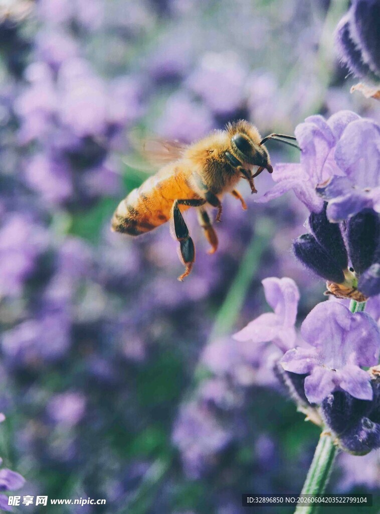 蜜蜂采蜜于紫色薰衣草间