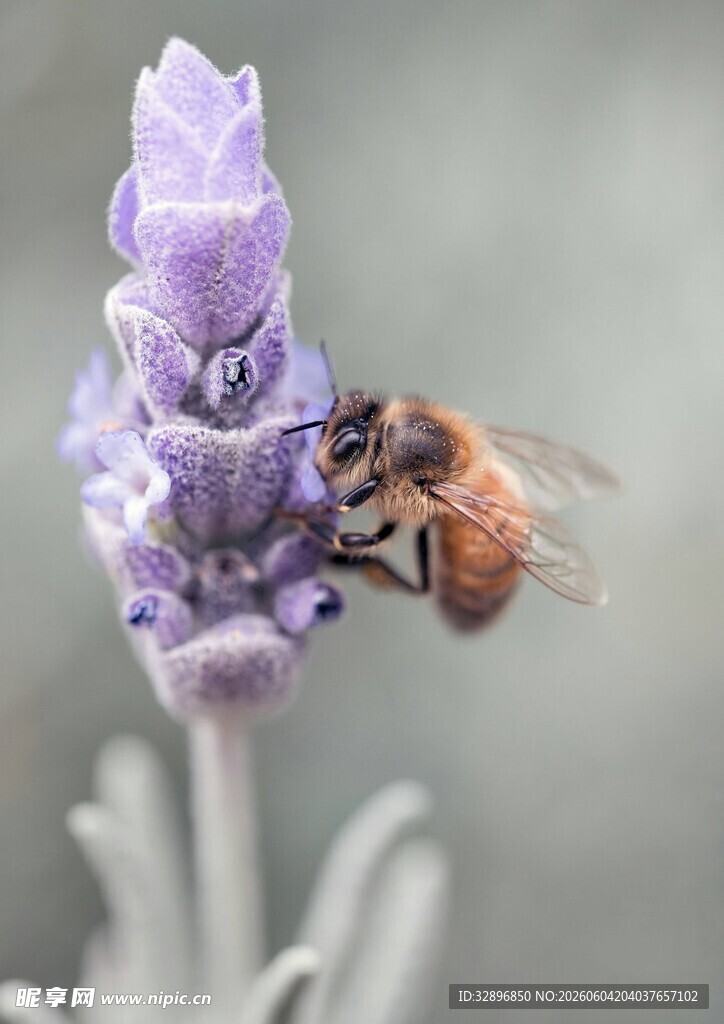 蜜蜂采蜜于紫色薰衣草