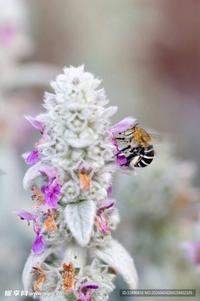 蜜蜂花间采蜜