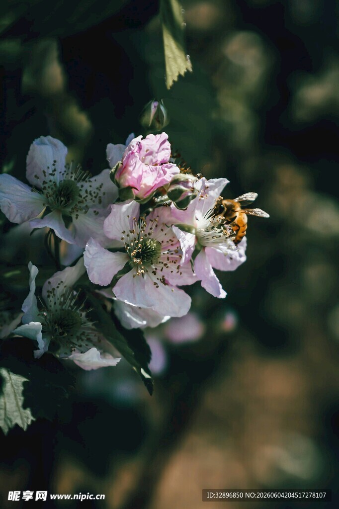 蜜蜂采蜜于粉嫩花朵间