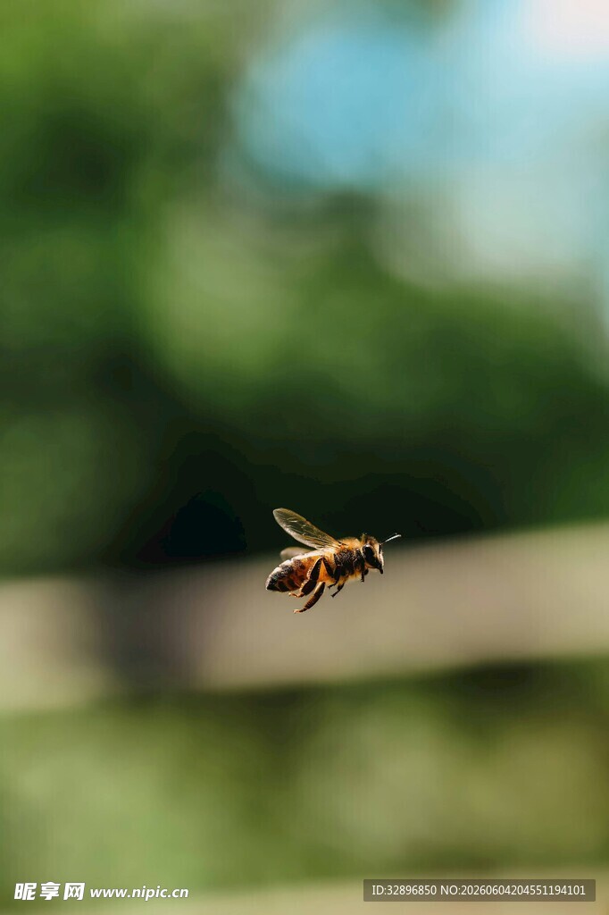 飞行中的蜜蜂