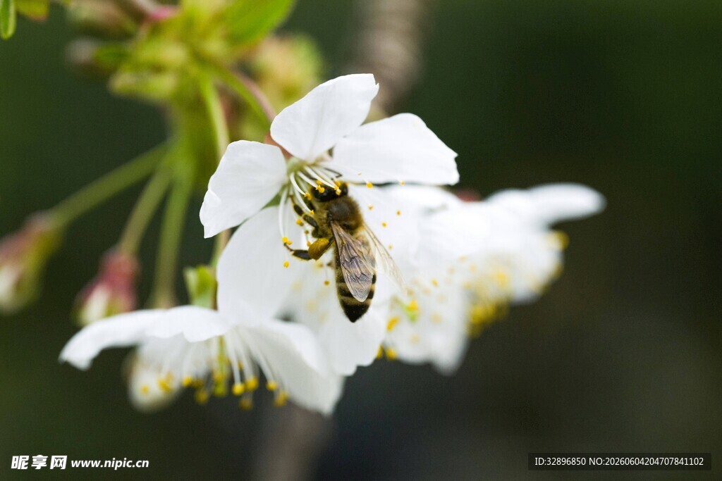 蜜蜂采蜜于洁白花朵间