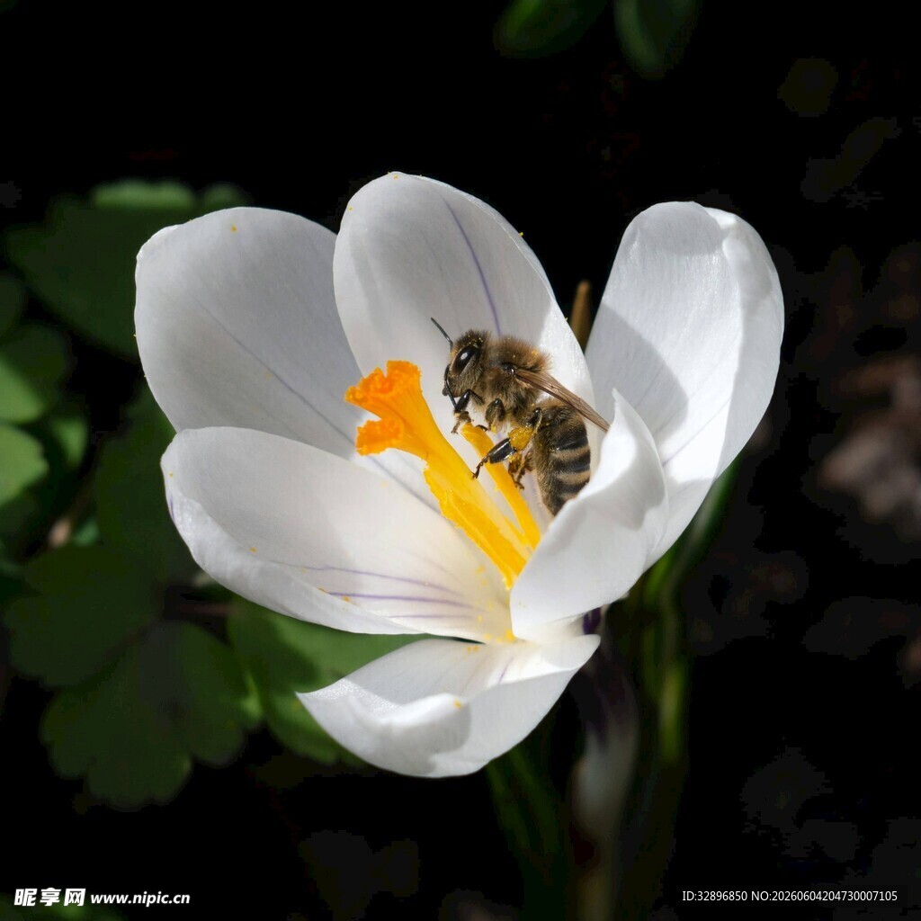 蜜蜂采蜜于白色番红花中
