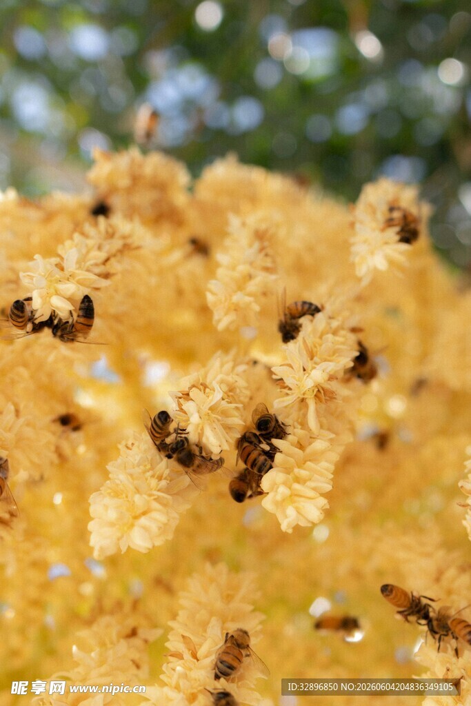 金黄花丛中的忙碌小蜜蜂