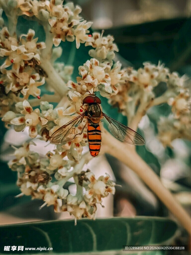 花间彩纹蜂