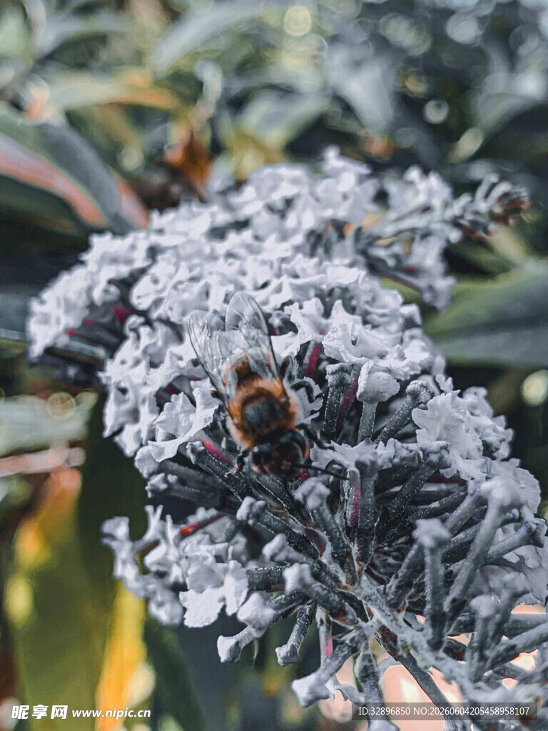 霜覆植物上的忙碌蜜蜂