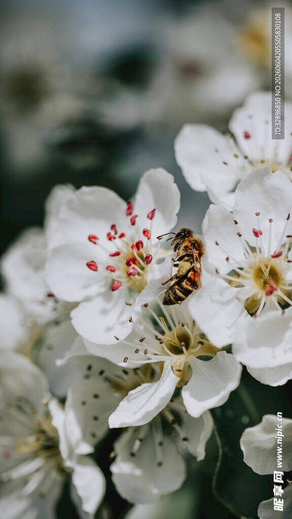 蜜蜂采蜜于洁白花朵间