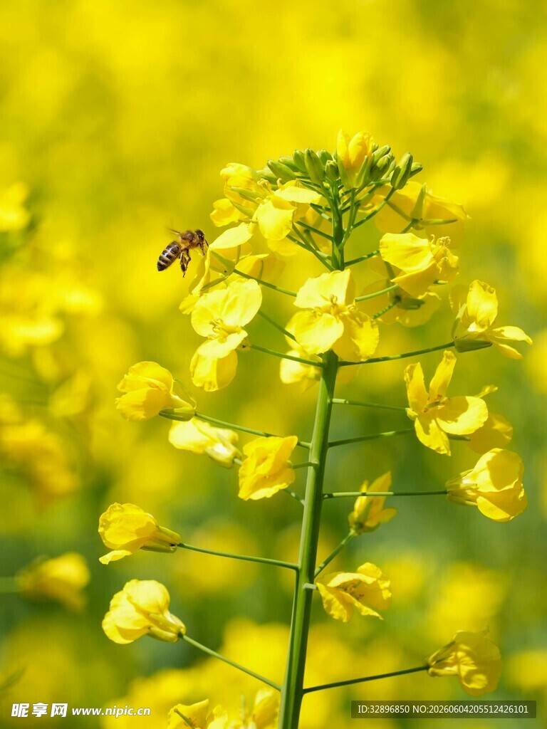 蜜蜂采蜜于金黄油菜花间