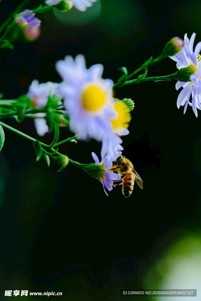 蜜蜂采蜜于素雅小花间