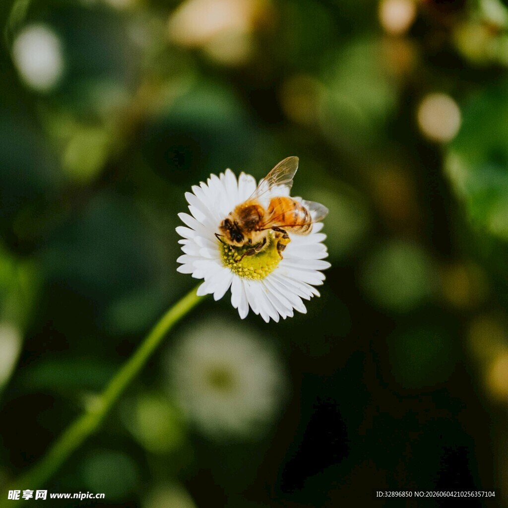 蜜蜂停留在白色小花上