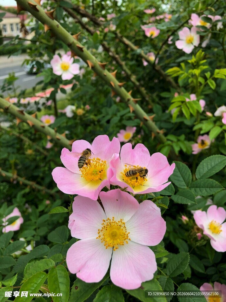 粉色蔷薇花上的蜜蜂