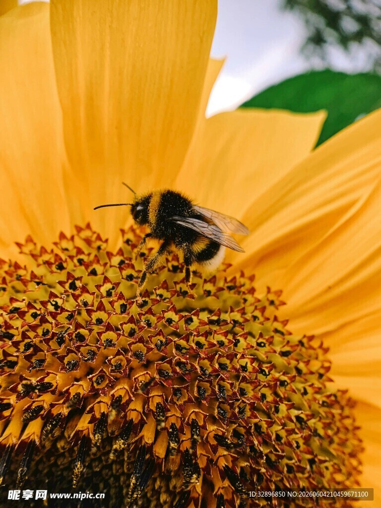 蜜蜂停留在向日葵花盘上