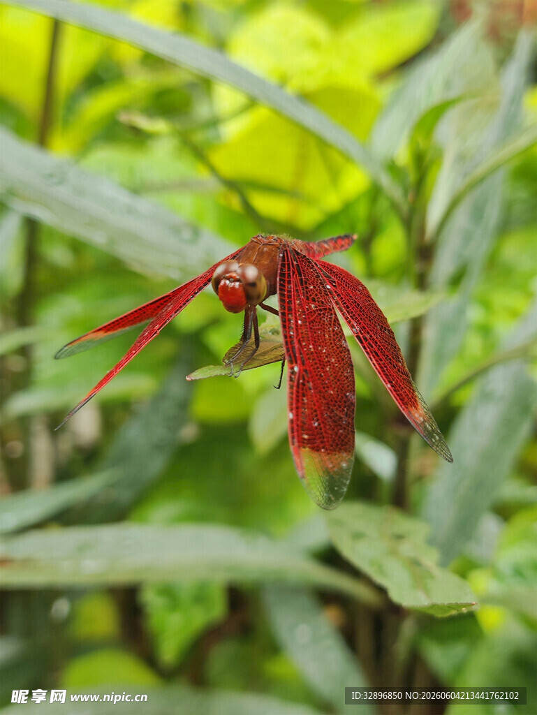 红色蜻蜓停驻绿叶间
