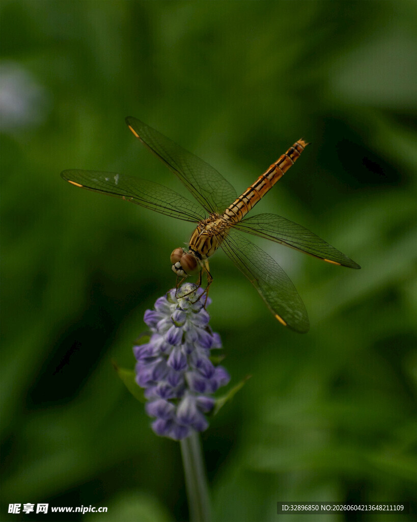 蜻蜓停驻紫色花朵上