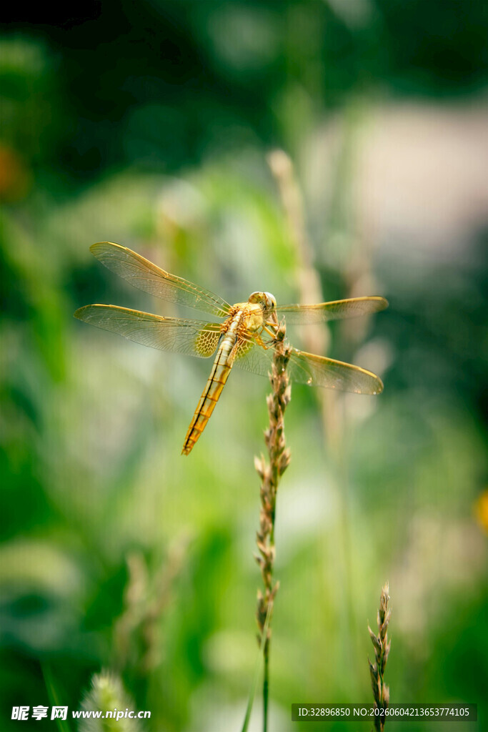 草尖上的蜻蜓