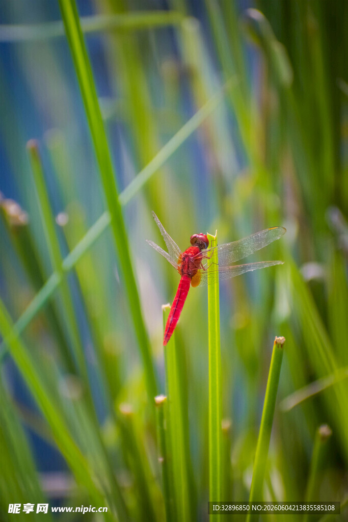 草丛中的红色蜻蜓