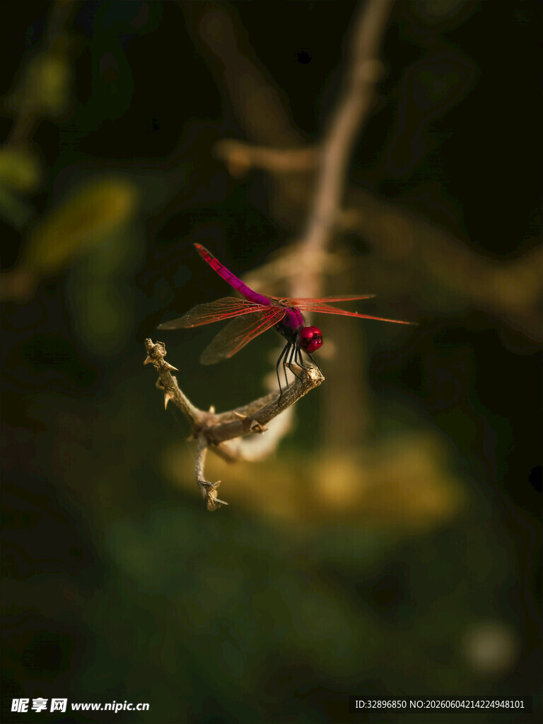 枝头红蜻蜓