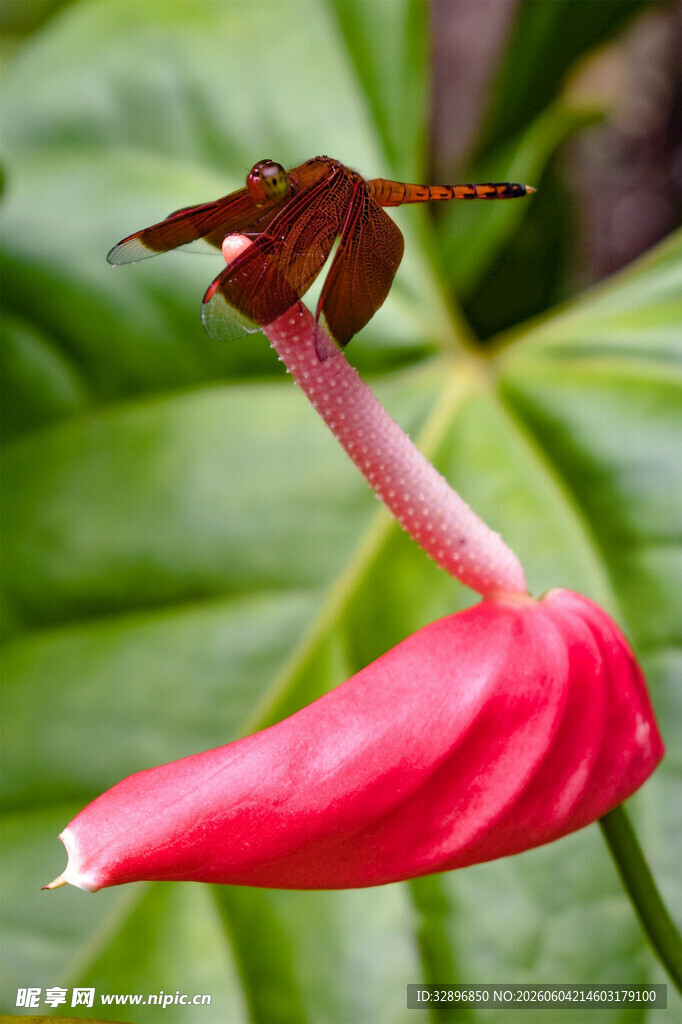 红掌花上的蜻蜓