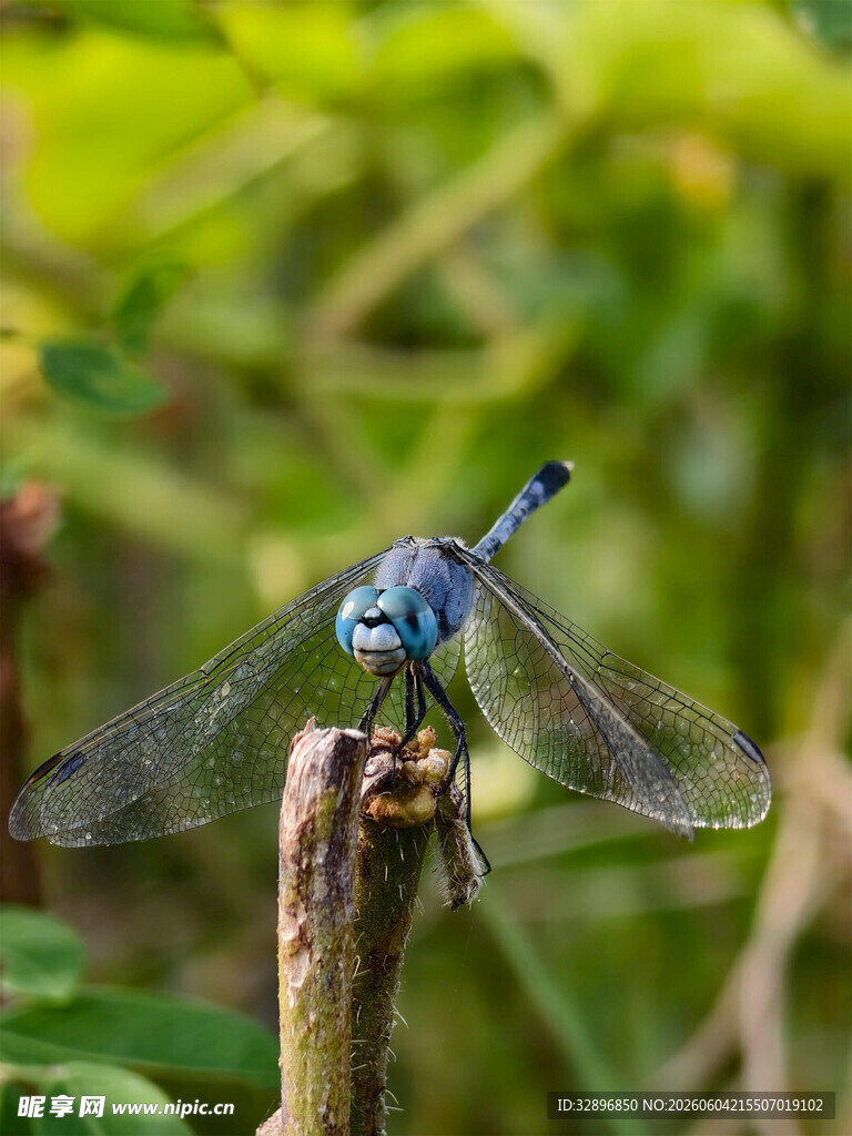 蓝蜻蜓栖息于枝头