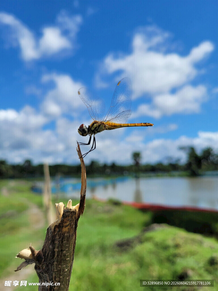 枝头蜻蜓湖畔清新景致