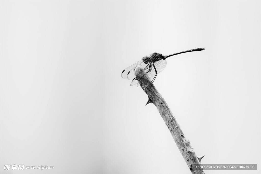 枝头蜻蜓