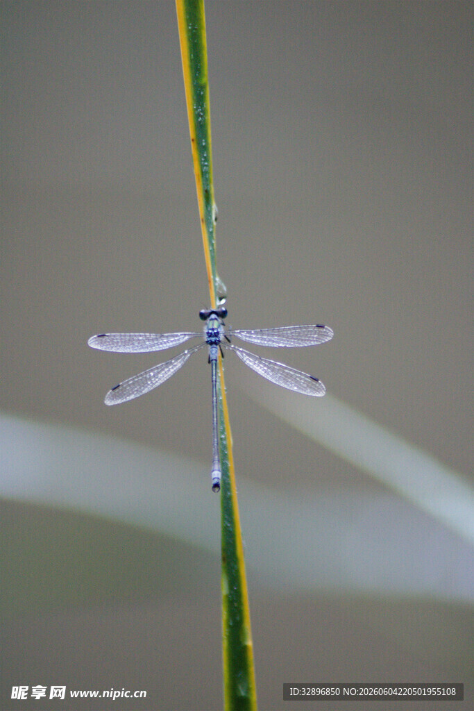停在草茎上的透明小蜻蜓