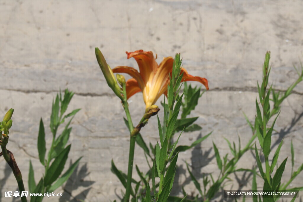 萱草