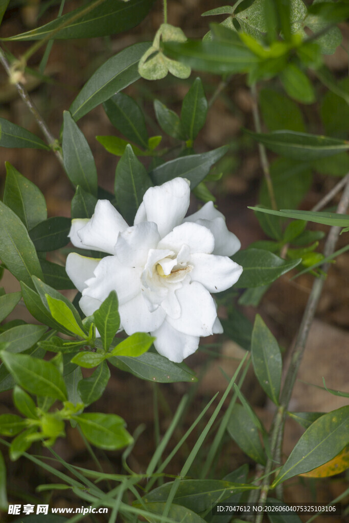 栀子花
