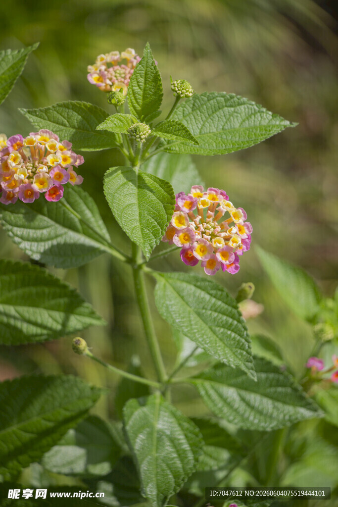 多彩马缨丹花朵特写