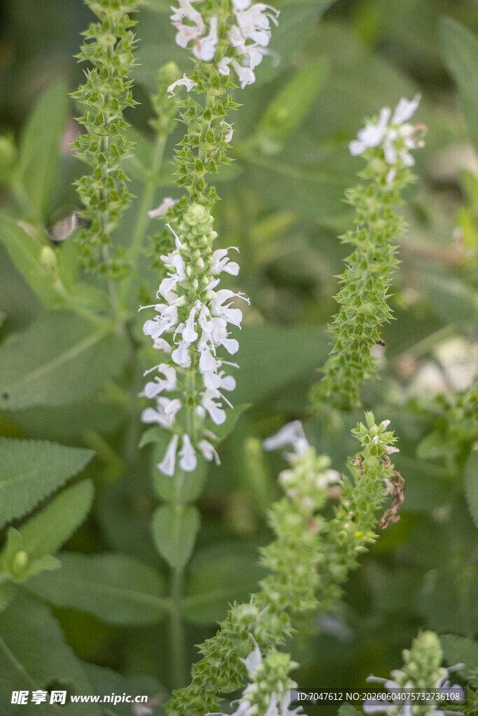 白色林荫鼠尾草