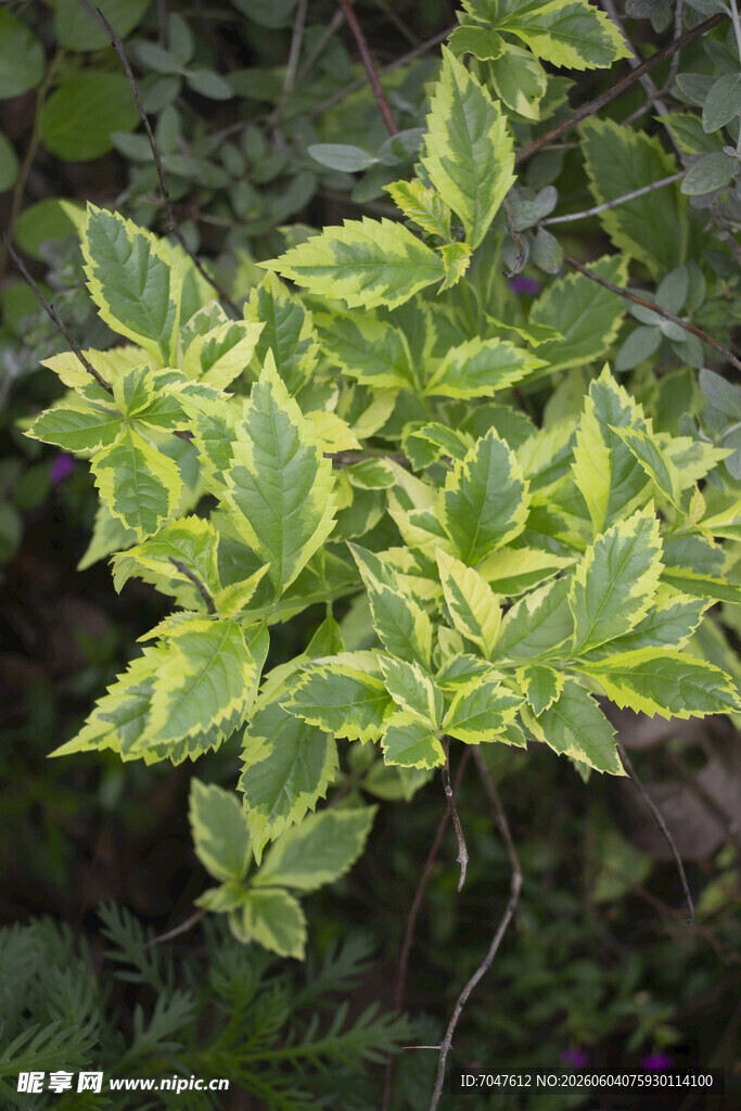 金边绿叶植物特写
