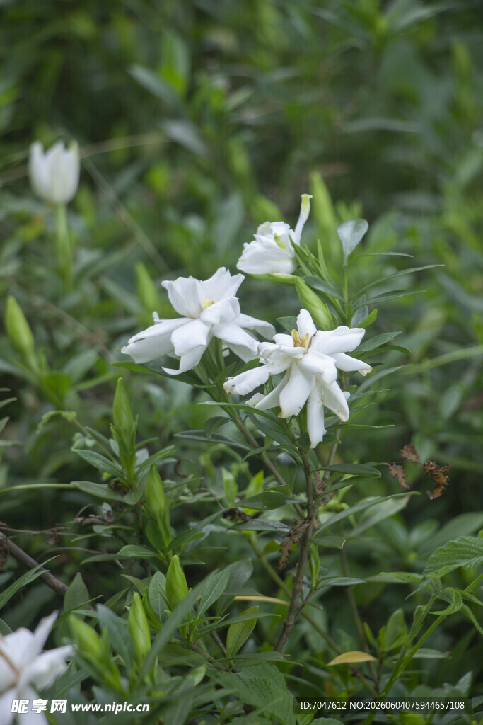 栀子花白色小花绽放于绿叶间