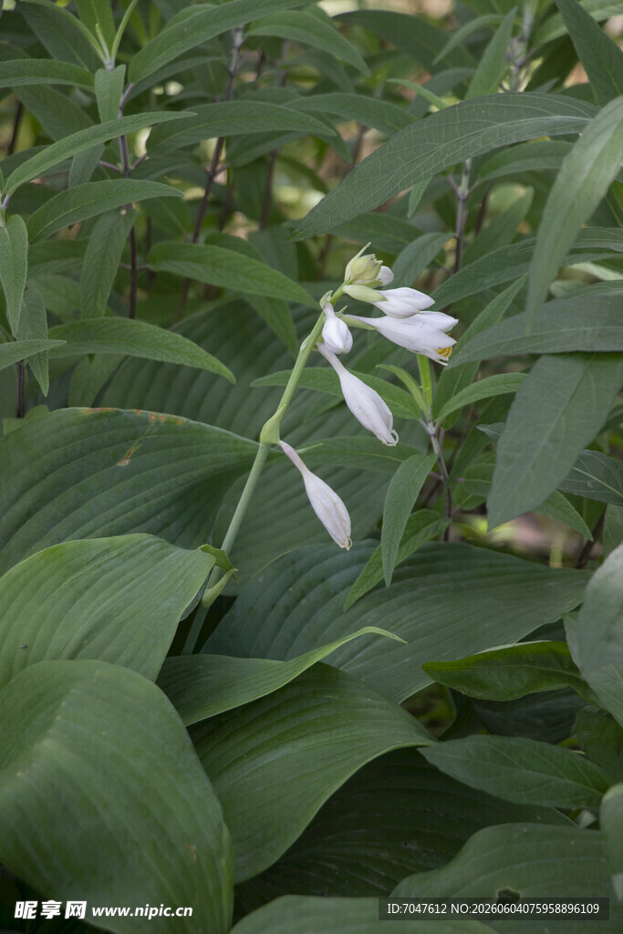 玉簪花绿叶间绽放