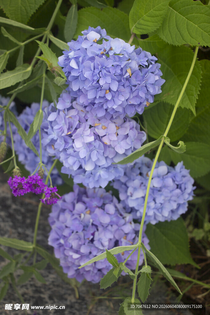 蓝紫色绣球花绽放