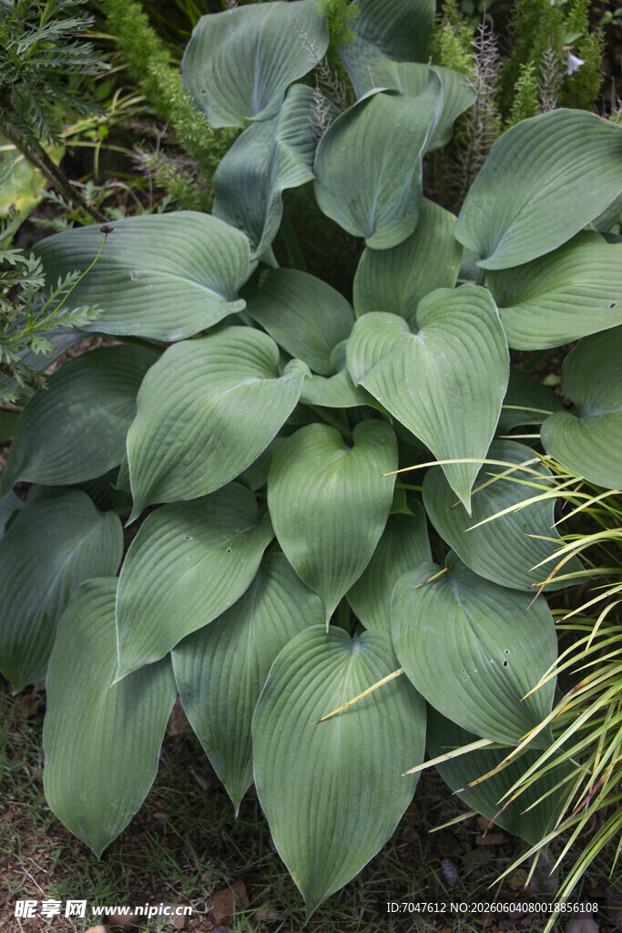 绿叶玉簪植物特写