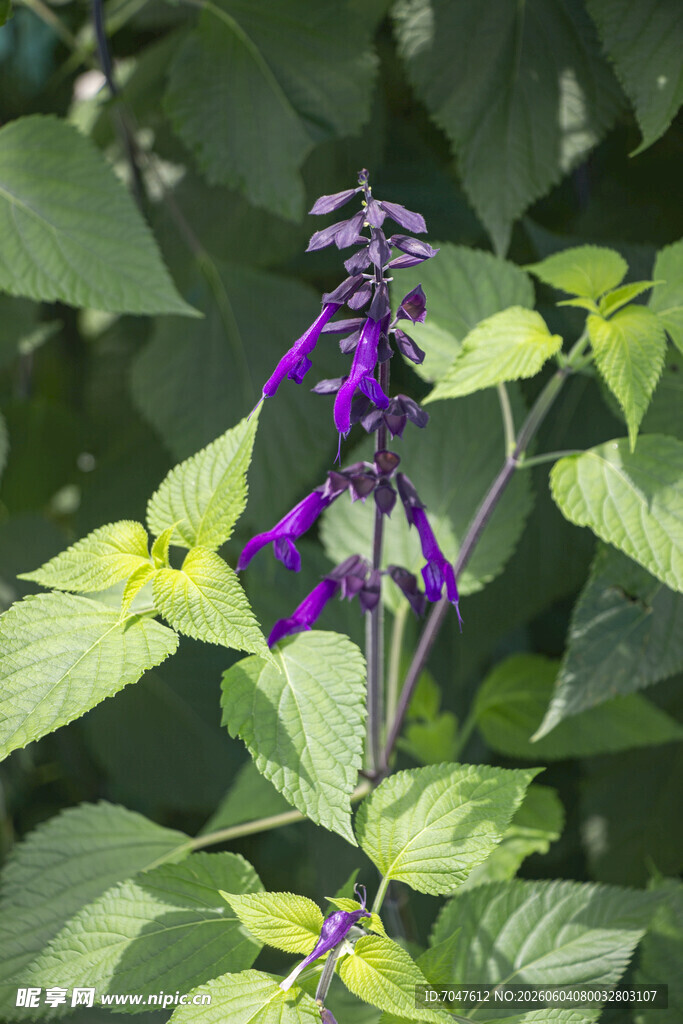 紫色鼠尾草花朵特写